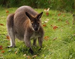 Kangaroo stays on grass in Zoo