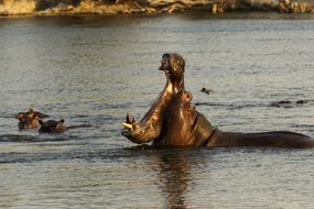 hippos in the water in the wild