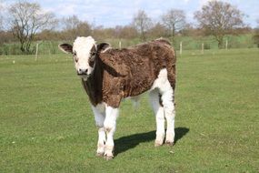 little calf in a green meadow