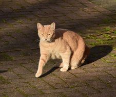 red cat on the pavement