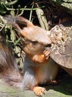 Cute beautiful brown squirrel