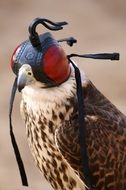 Falcon