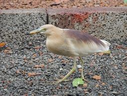 Photo of Little Heron Bird