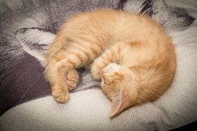 cute fluffy red kitten sleeps