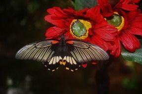 wonderful and beautiful Black Butterfly