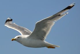 soaring white seagull in a clear blue sky close up