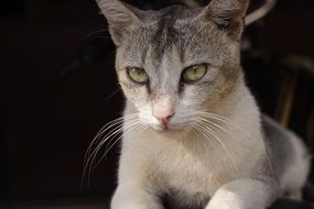 portrait of a domestic cat with green eyes and a long mustache