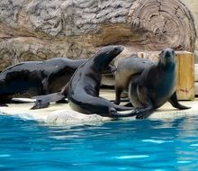 perfect beautiful Sea Lions