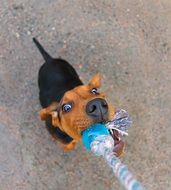 Puppy of Hound dog in play