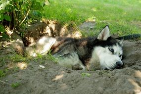 relaxed husky in the shadow