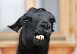 Lama with black fur with white teeth