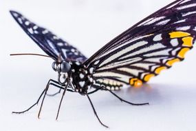 butterfly with open wings on a light background