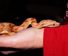 boa constrictor imperator on human hand close-up