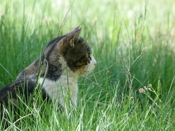 cat in the tall grass