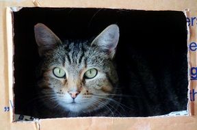 framed portrait of a domestic cat