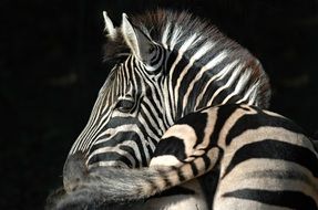 zebra on a black background