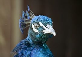 Peacock portrait