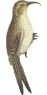 Arboreal Bird drawing