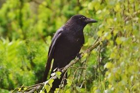 black crow on branch