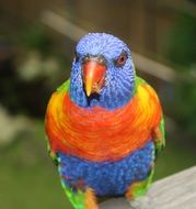 colorful tropical parrot on a blurred background