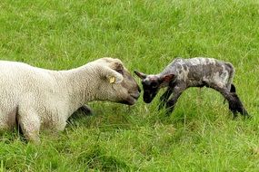 sheep and newborn lamb