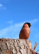Bullfinch on the wood