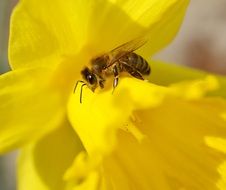 closeup photo of Bee sits on the yellow blossom