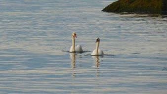 swans calmly swim around the lake