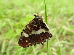 cute lovely brown Butterfly on stem