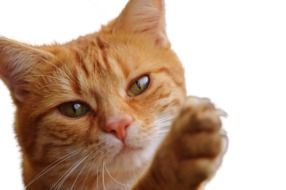 beautiful and amazing red Cat