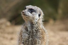 Meerkat in zoo