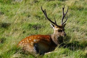 delectable Deer Animals