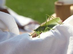Closeup picture of green grasshopper on the human