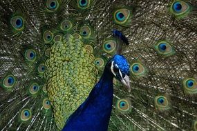 peacock with colorful tail close-up