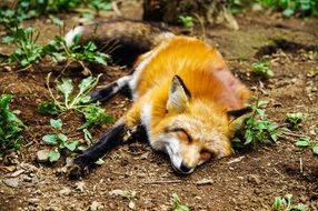 red fox sleeping on the ground