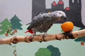 grey Parrot Eating Orange in Zoo