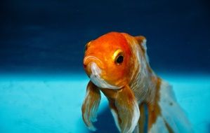 a goldfish swims in an aquarium