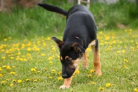young dog on the meadow