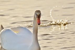 photo of swan on splash background