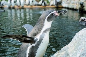 cute penguin in the water