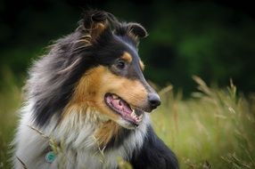 Dog fur Collie