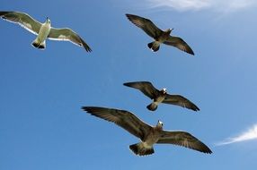 free flight of seagulls under blue sky