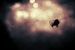 spider on the web in the evening