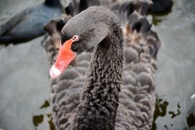 Black swan on the water
