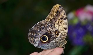 Calipo Eruriloctuin butterfly