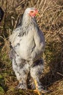 grey fluffy chicken