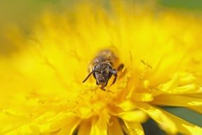 busy bee on the dandelion flower