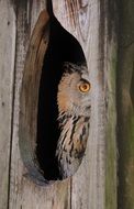 Wild predatory owl in a wooden hollow