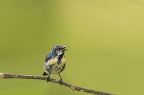 Mysore on a tree branch in India