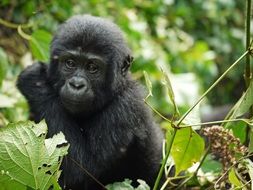 Cute black baby gorilla on a tree among the plants